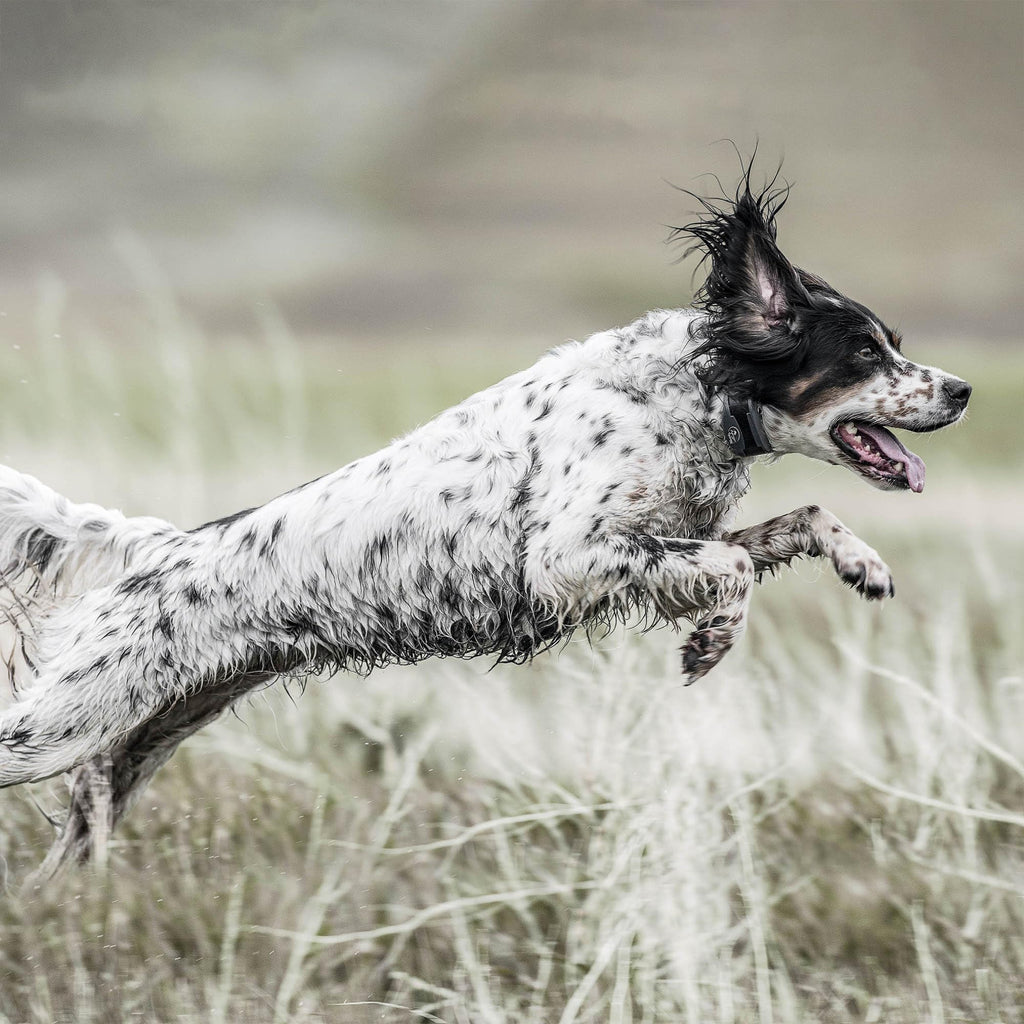 Remote Dog Trainer 1-Mile Range Q5019