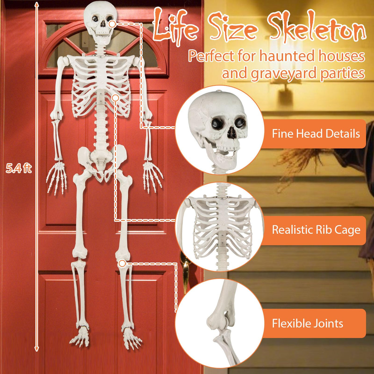 Life Size Posable Skeleton with Movable Joints K76307